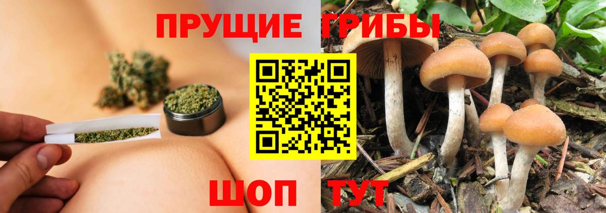 Псилоцибиновые грибы Cubensis Альметьевск